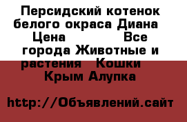 Персидский котенок белого окраса Диана › Цена ­ 40 000 - Все города Животные и растения » Кошки   . Крым,Алупка